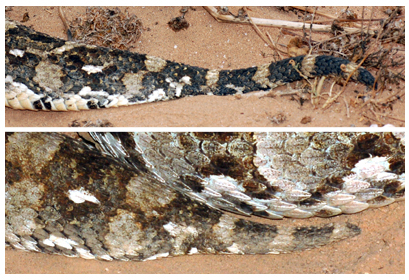 Colas de Bitis arietans
