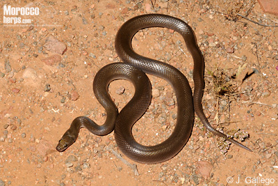 Boaedon fuliginosus
