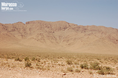 Daboia mauritanica