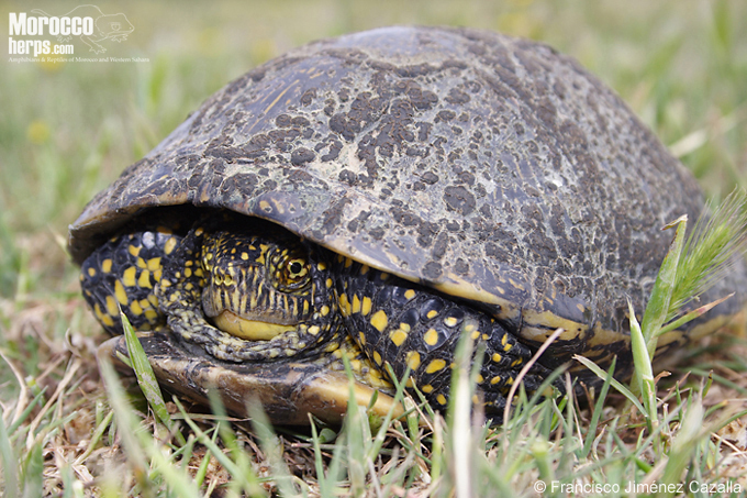 Emys orbicularis