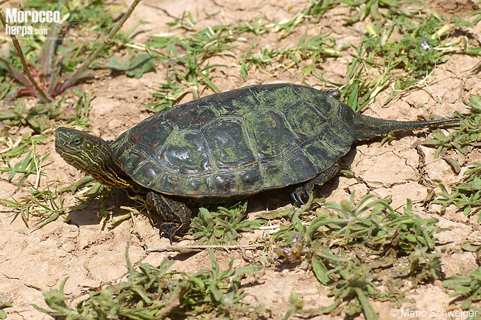 Mauremys leprosa