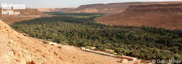 Hábitat de Myriopholis algeriensis