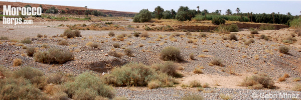 Habitat of Myriopholis algeriensis