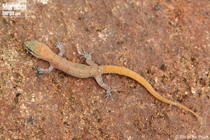 Saurodactylus fasciatus