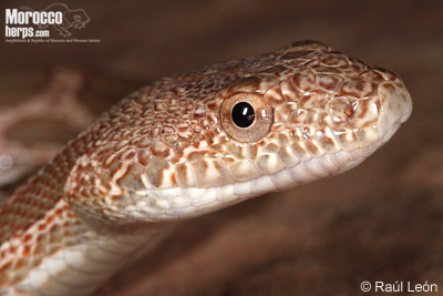 Spalerosophis dolichospilus. Vista lateral de la cabezal. Foto: © Raúl León.