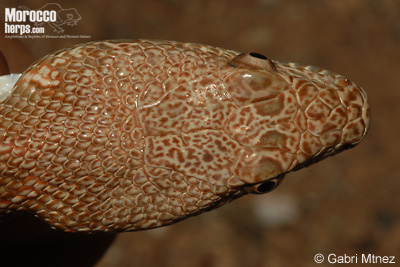 Spalerosophis dolichospilus. Vista dorsal de la cabeza.