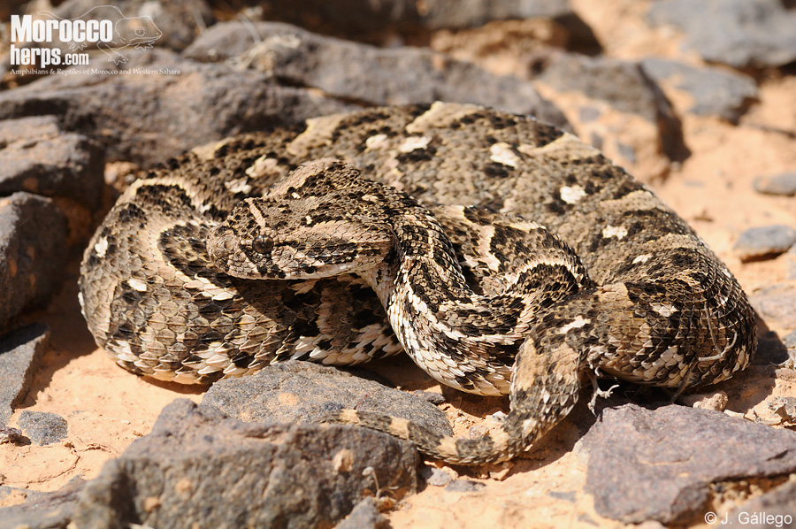 Puff Adder (Snakes of southern Africa) · iNaturalist