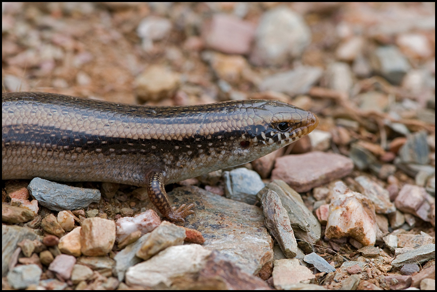 Galerie multimédia photos et vidéos de Chalcides colosii Amphibiens