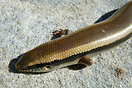 <em>Chalcides colosii</em><br />Localidad: Parc National de Talassemtane<br />Foto: &copy; Mohamed Mediani