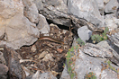 <em>Chalcides colosii</em><br />Localidad: Parc National de Talassemtane<br />Foto: &copy; Mohamed Mediani