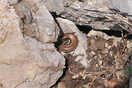 <em>Chalcides colosii</em><br />Localidad: Parc National de Talassemtane<br />Foto: &copy; Mohamed Mediani
