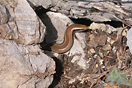 <em>Chalcides colosii</em><br />Localidad: Parc National de Talassemtane<br />Foto: &copy; Mohamed Mediani