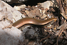 <em>Chalcides colosii</em><br />Localidad: Parc National de Talassemtane<br />Foto: &copy; Mohamed Mediani
