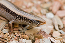 <em>Chalcides colosii</em><br />Localidad: Rif<br />Foto: &copy; G. Booth-Rea