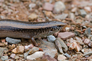 <em>Chalcides colosii</em><br />Localidad: Rif<br />Foto: &copy; G. Booth-Rea