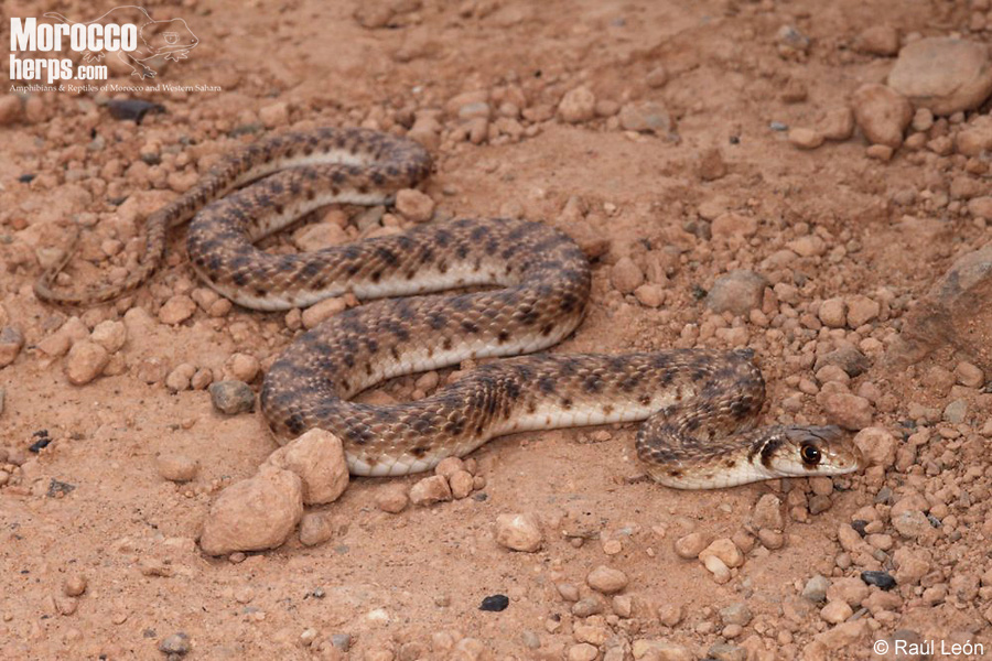 Multimedia Gallery photos and videos of Rhagerhis moilensis Amphibians & Reptiles of Morocco