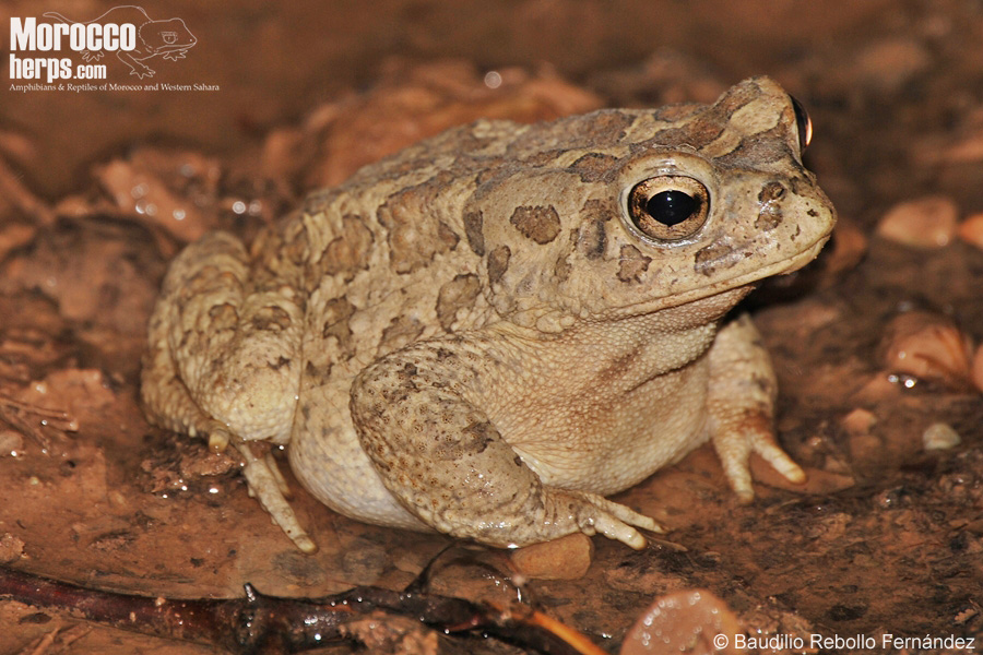 Multimedia Gallery photos and videos of Sclerophrys mauritanica