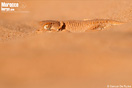 <em>Tarentola chazaliae</em><br />Localidad: Khnifiss<br />Foto: &copy; Samuel De Rycke