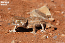 <em>Tarentola chazaliae</em><br />Localidad: Tan Tan<br />Foto: &copy; Gabri Mtnez