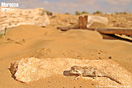 <em>Tarentola chazaliae</em><br />Localidad: Tarfaya<br />Foto: &copy; Baudilio Rebollo Fern&aacute;ndez