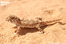 <em>Tarentola chazaliae</em><br />Localidad: Tarfaya<br />Foto: &copy; Baudilio Rebollo Fern&aacute;ndez