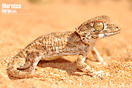 <em>Tarentola chazaliae</em><br />Localidad: Tarfaya<br />Foto: &copy; Baudilio Rebollo Fern&aacute;ndez