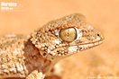 <em>Tarentola chazaliae</em><br />Localidad: Tarfaya<br />Foto: &copy; Baudilio Rebollo Fern&aacute;ndez