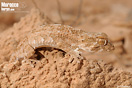 <em>Tarentola chazaliae</em><br />Localidad: Guelmin<br />Foto: &copy; J. G&aacute;llego