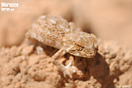 <em>Tarentola chazaliae</em><br />Localidad: Guelmin<br />Foto: &copy; J. G&aacute;llego