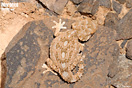 <em>Tarentola chazaliae</em><br />Localidad: Guelmin<br />Foto: &copy; J. G&aacute;llego