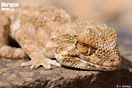 <em>Tarentola chazaliae</em><br />Localidad: Guelmin<br />Foto: &copy; J. G&aacute;llego