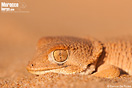<em>Tarentola chazaliae</em><br />Localidad: Khnifiss<br />Foto: &copy; Samuel De Rycke