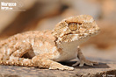 <em>Tarentola chazaliae</em><br />Localidad: Guelmin<br />Foto: &copy; J. G&aacute;llego