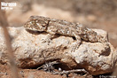 <em>Tarentola chazaliae</em><br />Localidad: Agadir<br />Foto: &copy; David Hegner