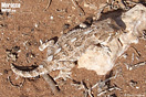 Macho de <em>Tarentola chazaliae</em><br />Localidad: Agadir<br />Foto: &copy; David Hegner