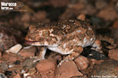<em>Tarentola chazaliae</em><br />Localidad: Tarfaya<br />Foto: &copy; Alfredo S&aacute;nchez-T&oacute;jar