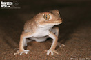 <em>Tarentola chazaliae</em><br />Localidad: Tarfaya<br />Foto: &copy; Alfredo S&aacute;nchez-T&oacute;jar