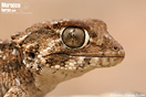 <em>Tarentola chazaliae</em><br />Localidad: Tiznit<br />Foto: &copy; Octavio Jim&eacute;nez Robles