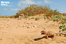 <em>Tarentola chazaliae</em><br />Localidad: Tarfaya<br />Foto: &copy; Baudilio Rebollo Fern&aacute;ndez