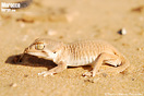 <em>Tarentola chazaliae</em><br />Localidad: Tarfaya<br />Foto: &copy; Baudilio Rebollo Fern&aacute;ndez