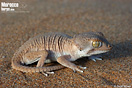 <em>Tarentola chazaliae</em><br />Localidad: Tarfaya<br />Foto: &copy; Gabri Mtnez