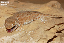 <em>Tarentola chazaliae</em><br />Localidad: Tarfaya<br />Foto: &copy; Gabri Mtnez