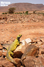 <em>Uromastyx nigriventris</em>. <br />Localidad: Assa<br />Foto: &copy; Gabri Mtnez