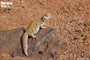 <em>Uromastyx nigriventris</em>. <br />Localidad: Akka<br />Foto: &copy; Gabri Mtnez