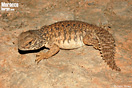 <em>Uromastyx nigriventris</em>. <br />Juvenil. <br />Localidad: Assa<br />Foto: &copy; Gabri Mtnez