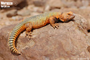 <em>Uromastyx nigriventris</em>. <br />Localidad: Assa<br />Foto: &copy; Gabri Mtnez