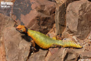 <em>Uromastyx nigriventris</em>. <br />Localidad: Guelmin<br />Foto: &copy; Gabri Mtnez