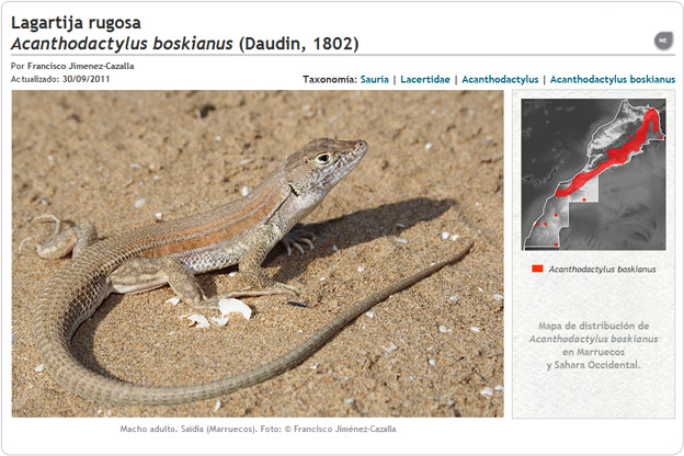 Acanthodactylus boskianus