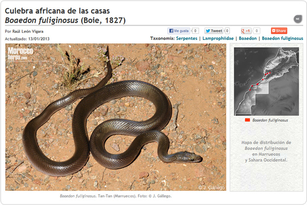 Boaedon fuliginosus