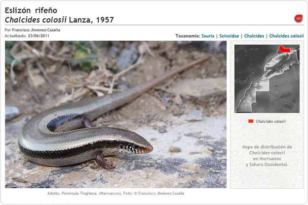 Chalcides colosii